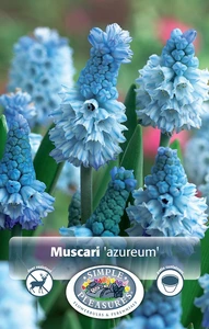 Muscari Azureum | Cappers 15 x 15