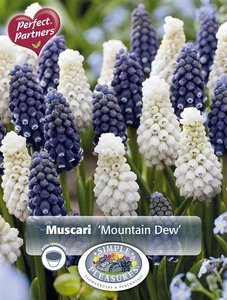 Muscari Blend Mountain Dew | Cappers 30 x 16 - image 4