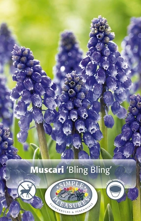 Muscari Bling | Cappers 10 x 20