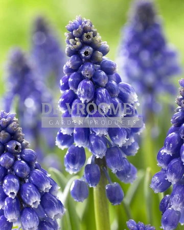 Muscari Bling Bling