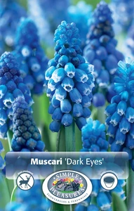 Muscari Dark Eyes | Cappers 10 x 15