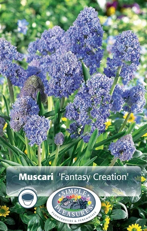 Muscari Fantasy Creation | Cappers 15 x 15