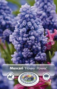 Muscari Flower Power | Cappers 10 x 20