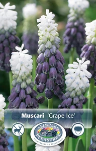 Muscari Grape Ice | Cappers 10 x 20