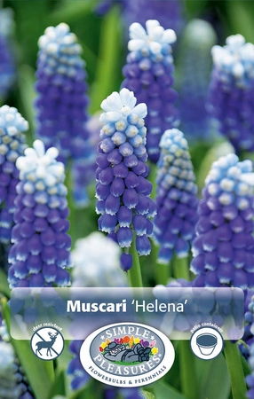 Muscari Helena | Cappers 10 x 20