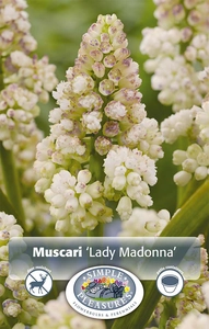 Muscari Lady Madonna | Cappers 10 x 20