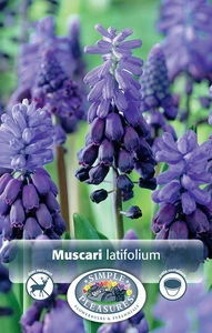 Muscari Latifolium | Cappers 20 x 15