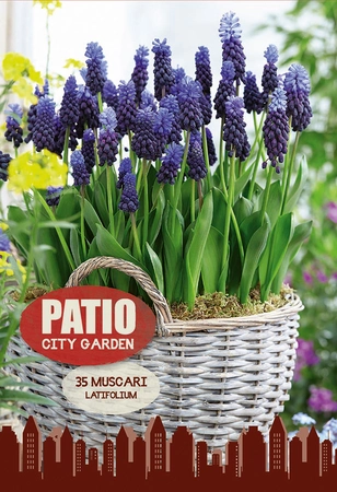 Muscari Latifolium | Cappers 35 x 20