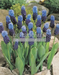 Muscari latifolium