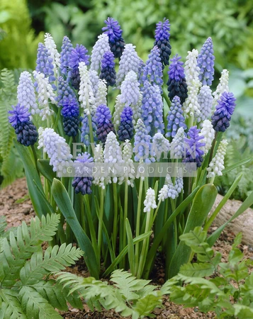 Muscari Mixed