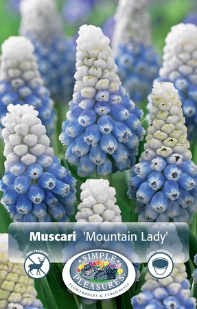 Muscari Mountain Lady | Cappers 10 x 15