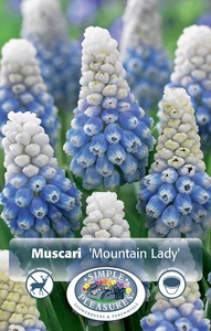 Muscari Mountain Lady | Cappers 10 x 15