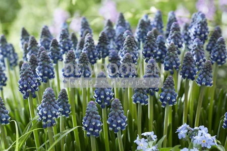 Muscari Night Eyes