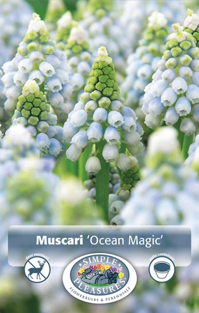 Muscari Ocean Magic | Cappers 10 x 20