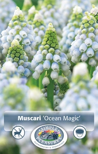 Muscari Ocean Magic | Cappers 10 x 20