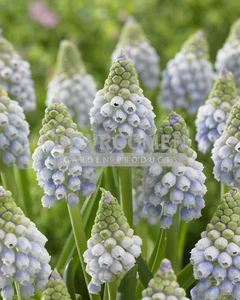 Muscari Ocean Magic