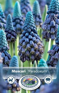 Muscari Paradoxum | Cappers 15 x 15