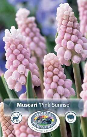 Muscari Pink Sunrise | Cappers 5 x 15