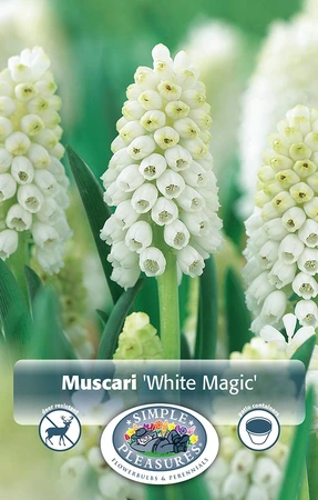 Muscari White Magic | Cappers 10 x 15