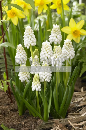 Muscari White Magic