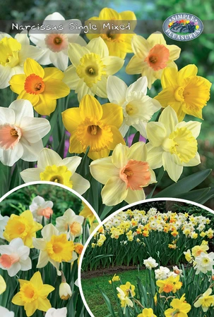 Narcissus Blend Single Mixed | Cappers 30 x 15