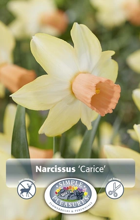 Narcissus Cyclamineus Carice | Cappers 5 x 12