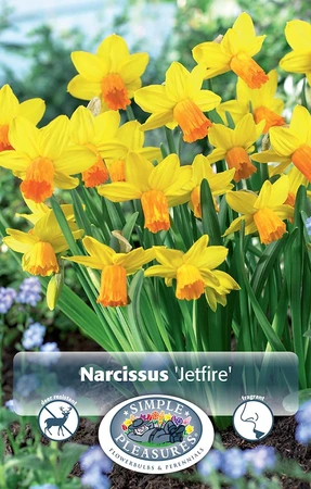 Narcissus Cyclamineus Jetfire | 100 pce