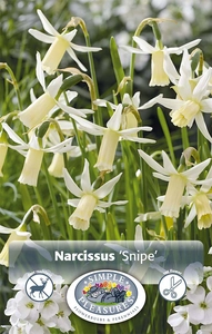 Narcissus Cyclamineus Snipe | Cappers 8 x 16