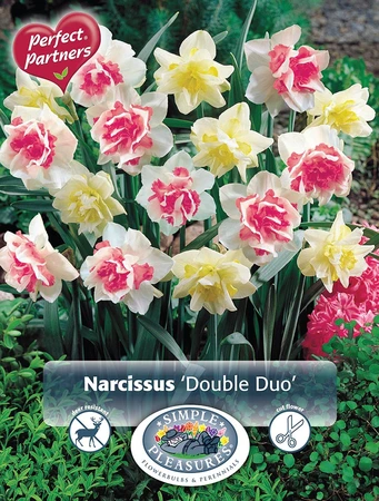 Narcissus Double Duo | Cappers 10 x 16