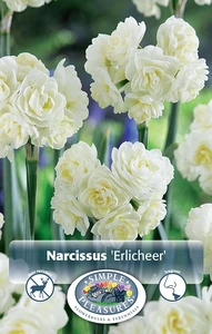 Narcissus Double Erlicheer | Cappers 5 x 12