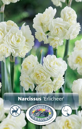 Narcissus Double Erlicheer | 60 pce