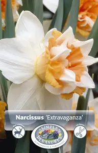 Narcissus Double Extravaganza | 60 pce