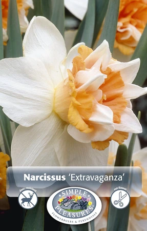 Narcissus Double Extravaganza | Cappers 5 x 12