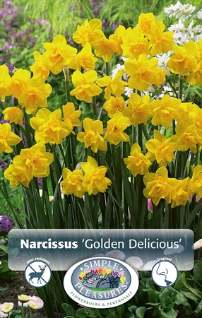 Narcissus Double Golden Delicious | Cappers 10 x 12