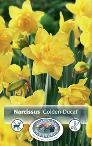 Narcissus Double Golden Ducat | 60 pce