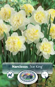 Narcissus Double Ice King | 60 pce