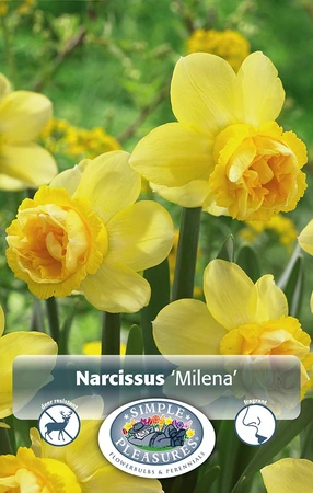 Narcissus Double Milena | Cappers 8 x 12