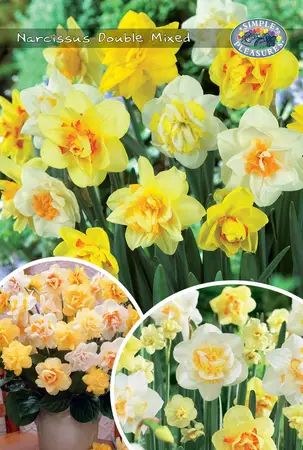 Narcissus Double Mixed | Cappers 20 x 20