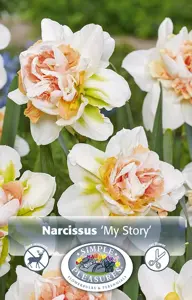 Narcissus Double My Story | 60 pce