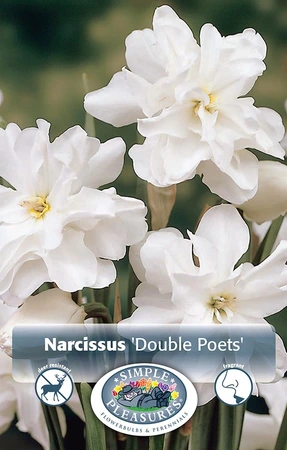 Narcissus Double Poets (Albo Pleno Odorata) | Cappers 5 x 12