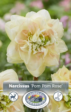 Narcissus Double Pom Rose | Cappers 5 x 12