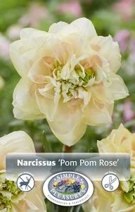 Narcissus Double Pom Rose | Cappers 5 x 12