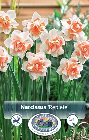 Narcissus Double Replete | Cappers 5 x 12