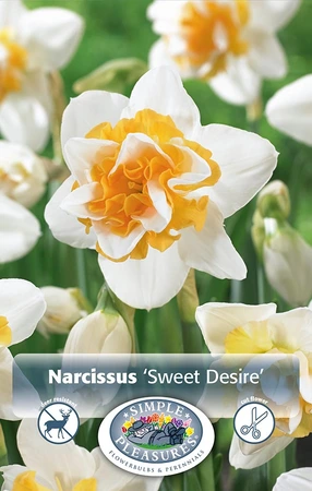 Narcissus Double Sweet Desire | Cappers 5 x 12