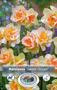 Narcissus Double Sweet Ocean | 60 pce