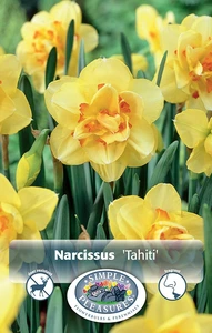 Narcissus Double Tahiti | Cappers 5 x 12