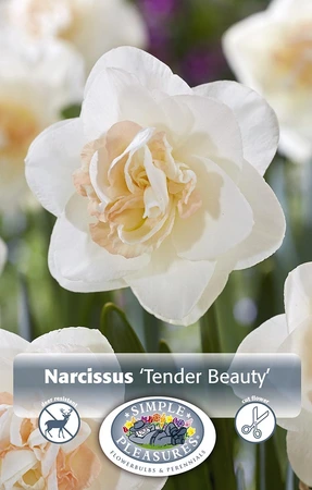 Narcissus Double Tender Beauty | Cappers 5 x 12