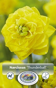 Narcissus Double Thunderball | Cappers 3 x 20