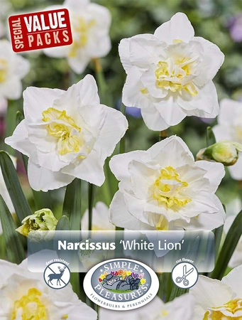 Narcissus Double White Lion | Cappers 10 x 20