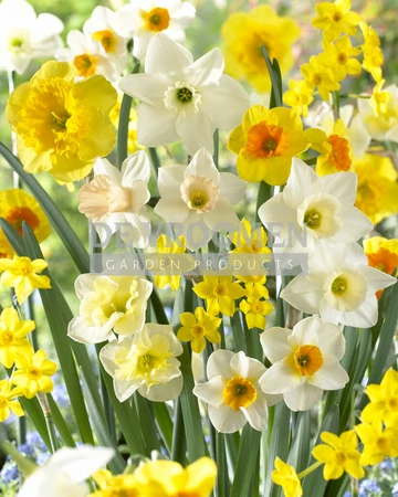 Narcissus Fragrant Meadow Blend